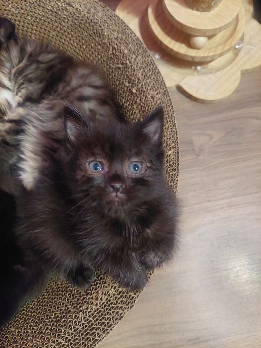 Котят  в добрые руки