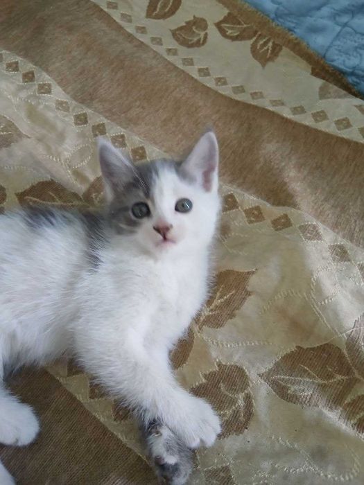 Отдам котят бесплатно