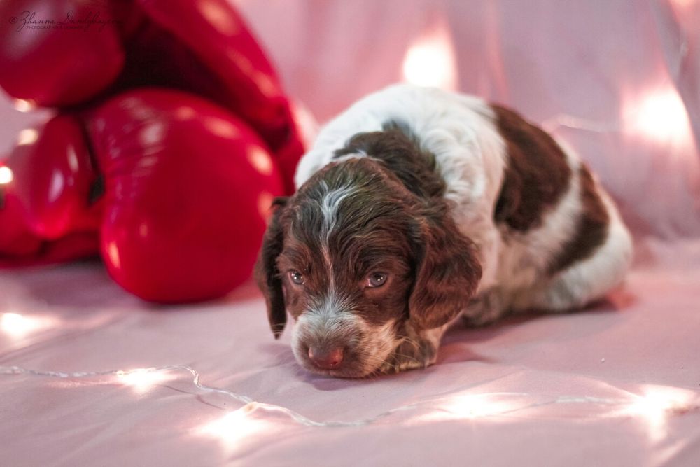 Щенки Спаниеля с шоколадной шубкой.