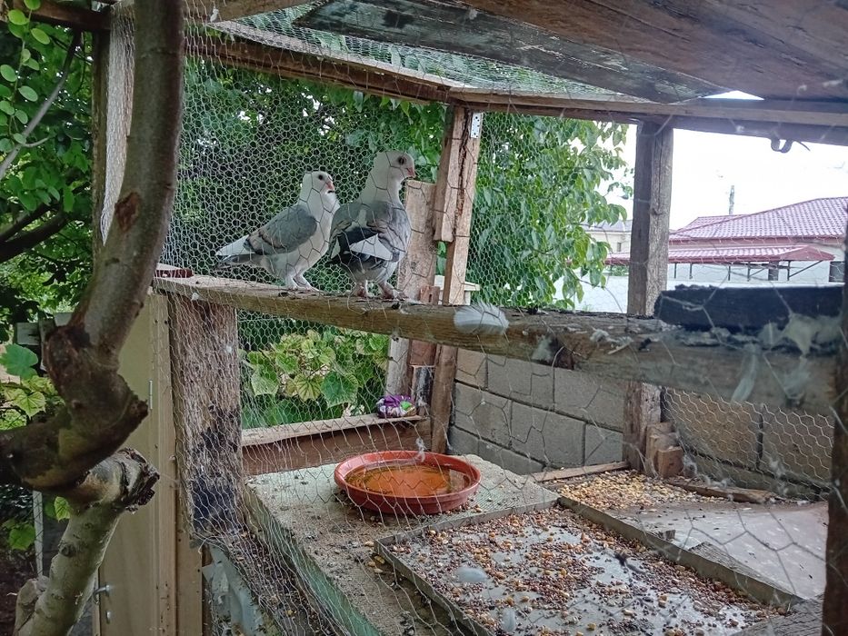 Porumbei satineți(misirlii) sau schimb cu voltați indieni