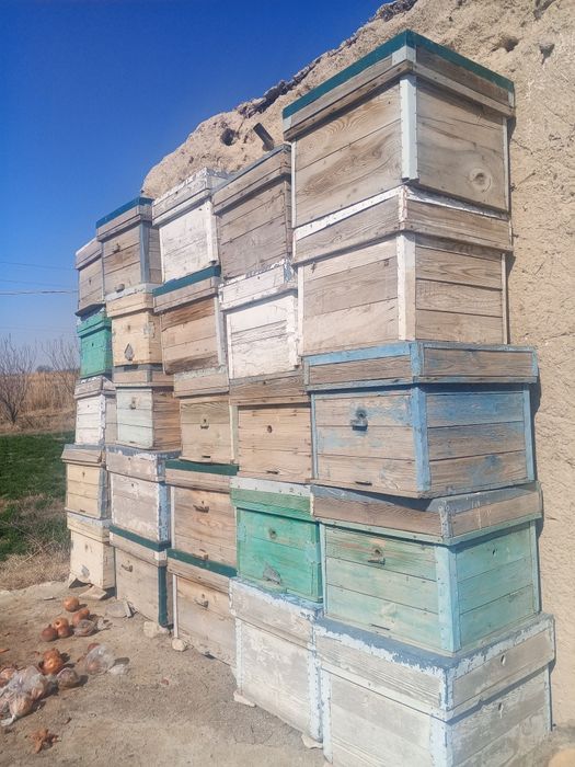 Asal ari yashik sotiladi