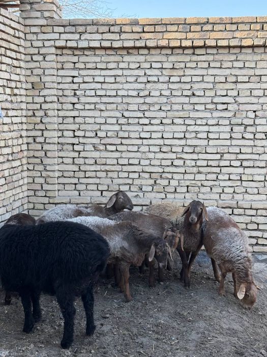 quylar sotiladi 7 moda barrala