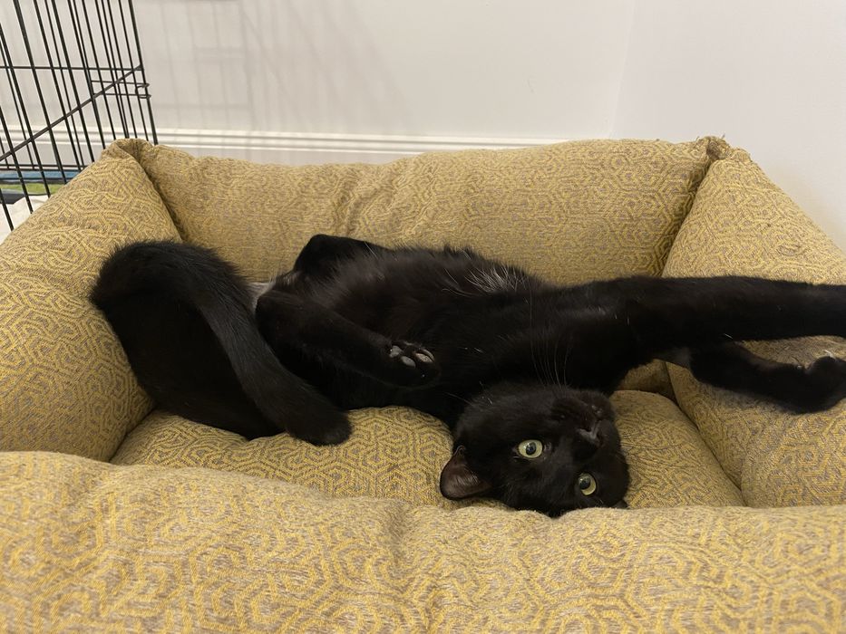 Motan schiop si iubaret de 2 ani pentru adoptie