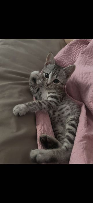 Отдам котенка в добрые руки, мальчик
