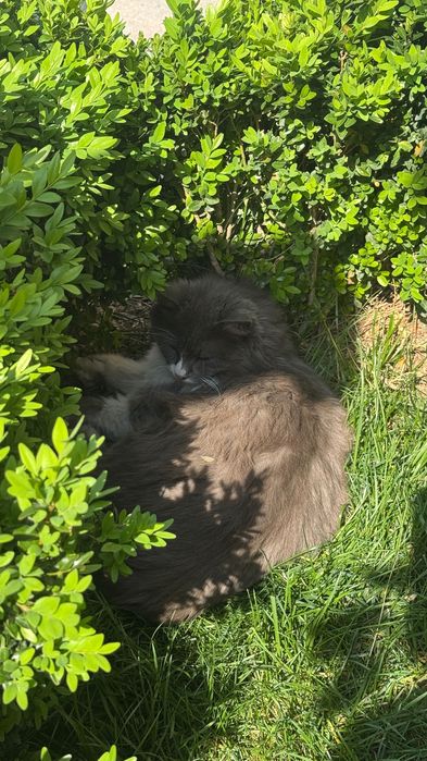 Отдам кошечку в добрые руки . Кто то оставил во дворе