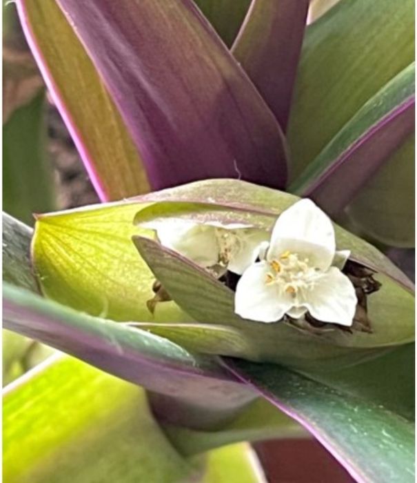 Комнатные цветы продам