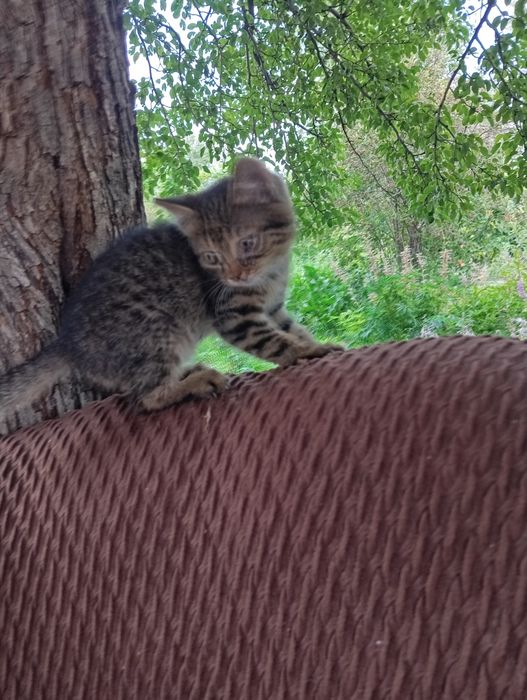Котята ищут  любимый дом
