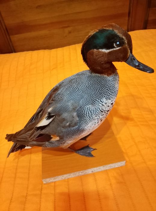 Препарирано Зимно бърне..