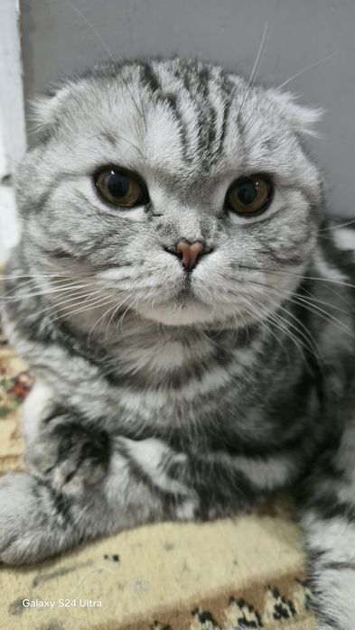 Продам шотландского вислоухого кота