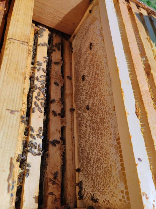 Miere de albine de vanzare