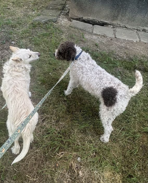 Pet sitter, ore sau zile