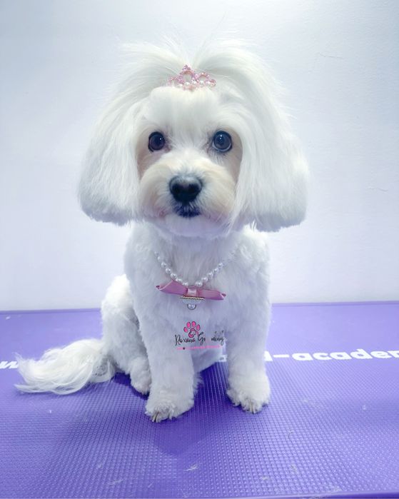 Salon Coafura Canina Arad -centru!