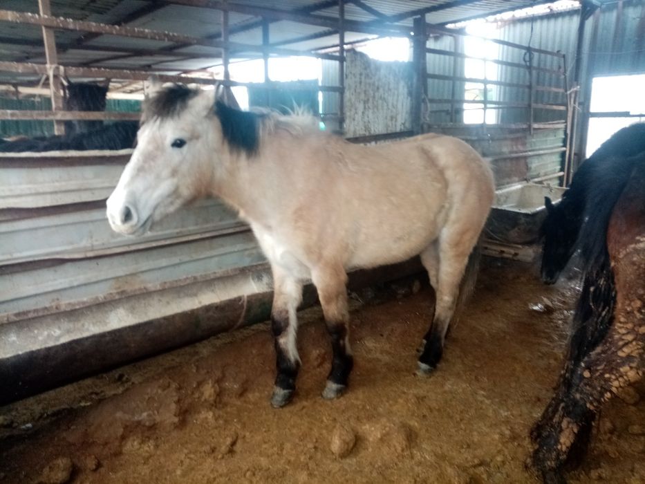 5жасар семиз бие сатылады