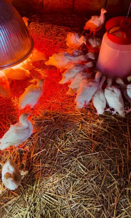 Pui de curcă zburați