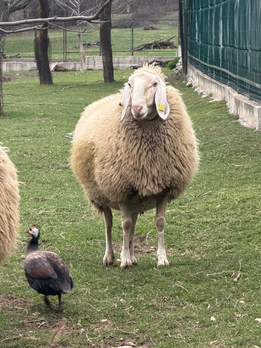 Vindem miei, berbecuti,oi, berbeci bergamasca