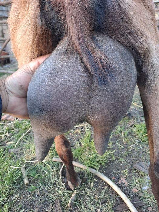 Vind două capre una alpină franceză și una sannen sunt la adoua fătare 3.5l la zi una