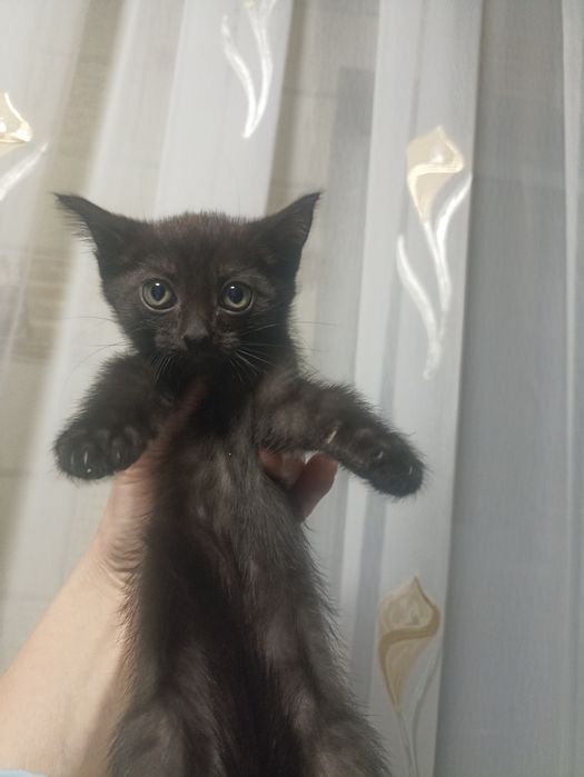 Отдам  милых котят