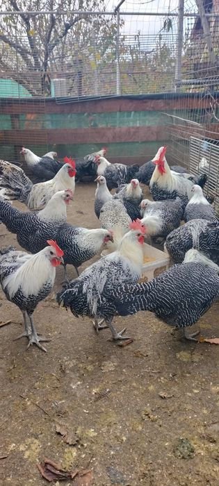 Vând cocoși din rasa Brakel Argintiu..