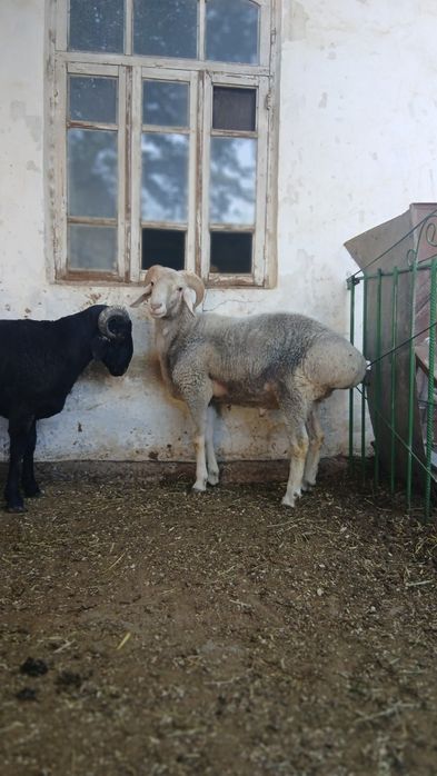 Кучкорлар kochkorlar, qassob, kuchkor сотилади  qochkorlar sotiladi
