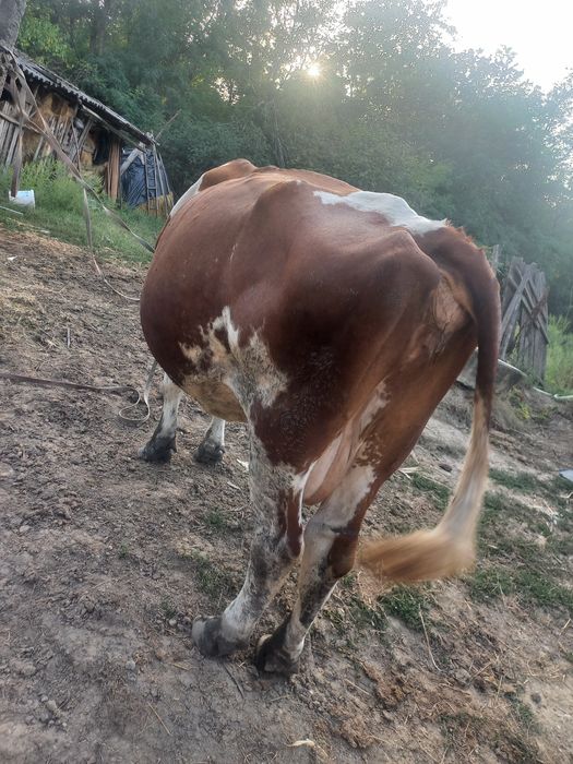 Vand vaca cu vitel