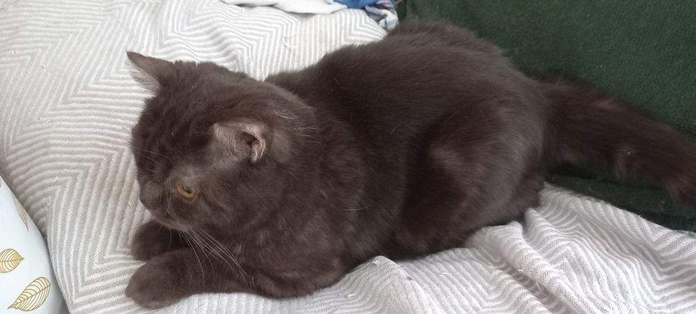 Отдам кота,британец.