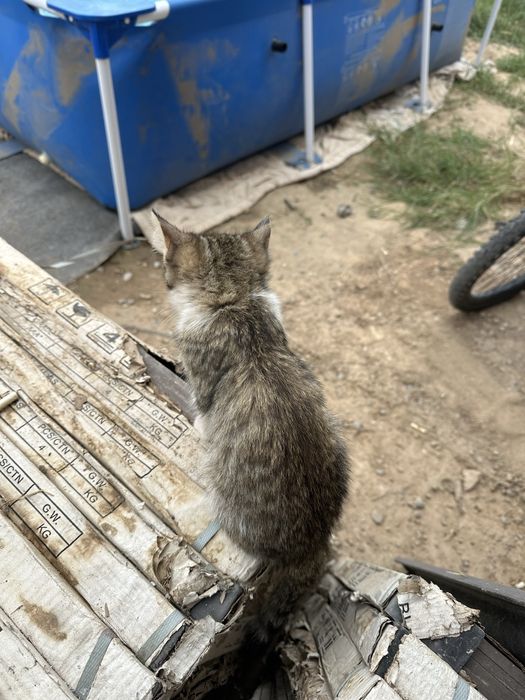 Котята. Марғау тегін