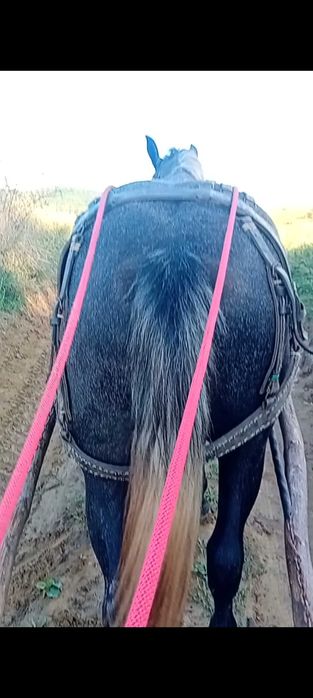 Vans manza de 2 ani blanad si garantata