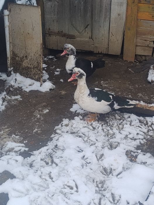 Продавам домашни йордечки!