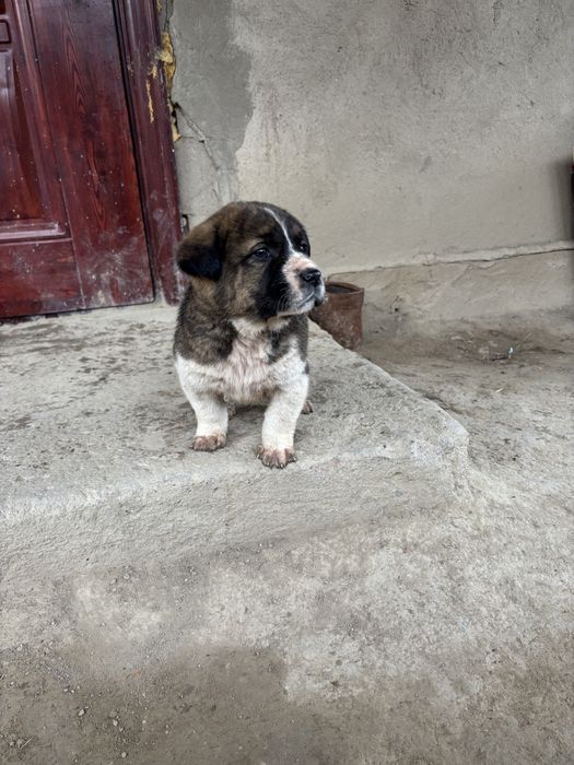 Тобет күшіктер сатылады 1,5айлық