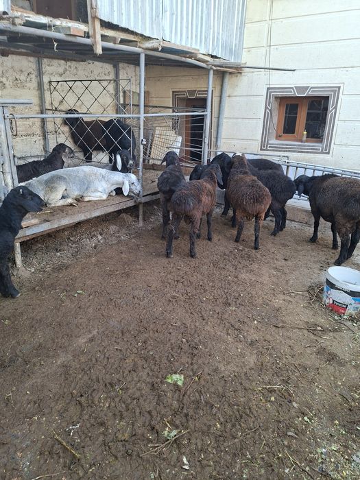 Кучкор барала сотилади  бокилган