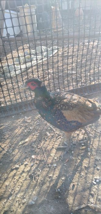 Фазаны,румынские и обыкновенные