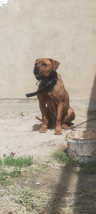 Продам суку коне Корсо мошная
