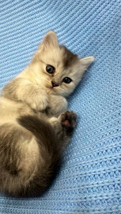 Продаётся серебристая  шиншилла