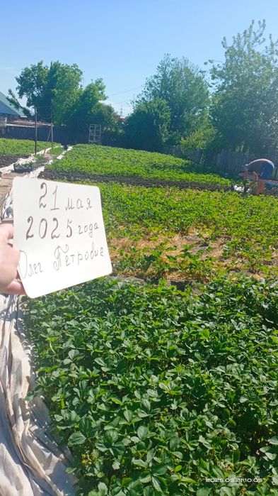 Клубника элитных сортов