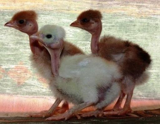 Продам цыплят голошейки!