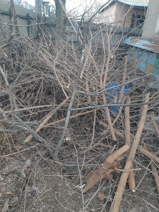 Дрова. Ветки .          .