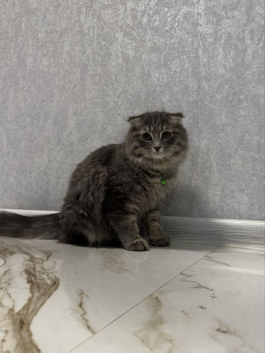 Продаётся вислоухая длинношерстная девочка