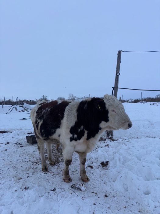 Бычки производители