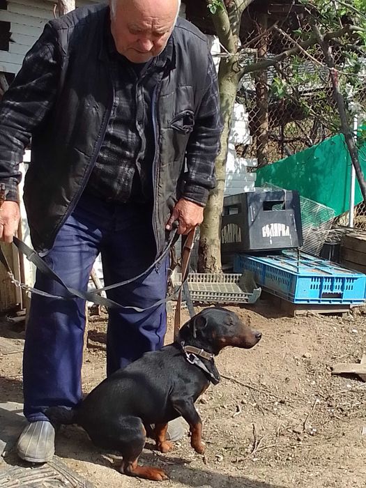 Мъжко ловно куче Ягдтериер