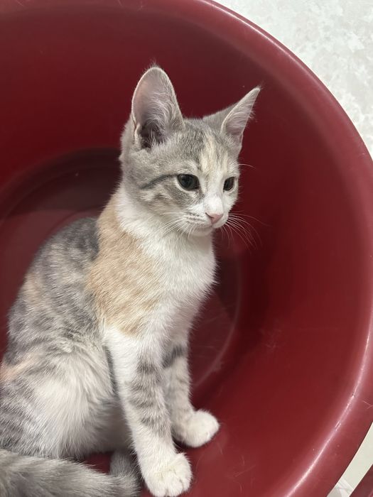 Котенок в добрые руки