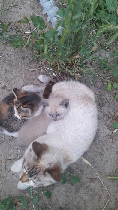 Отдам котят срочно