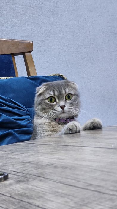 Шотландский фолд  киз бола