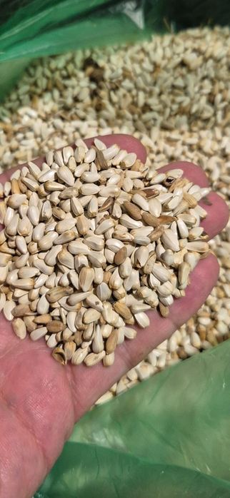 Пшеница.Платный чат!Все корма.