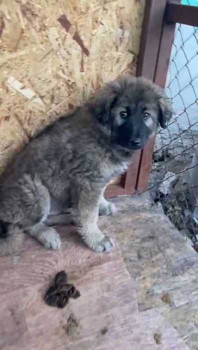 Ищем любящих хозяев щенкам