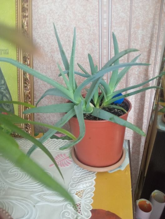 Продам цветы пальмо, алое разные