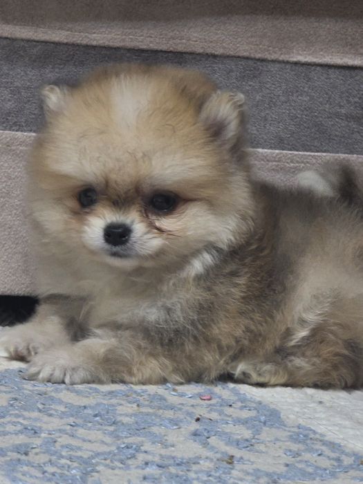 Продам щенка шпица мальчик