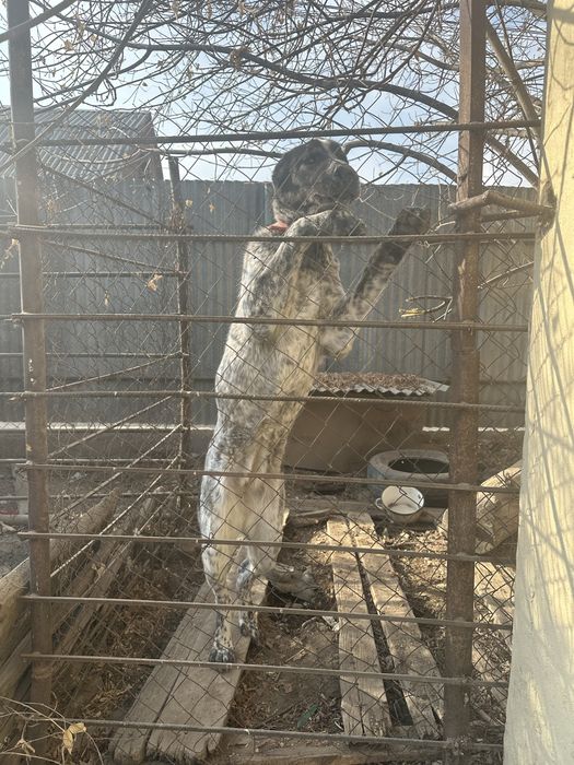 Продается пародистый Алабай 6 мес