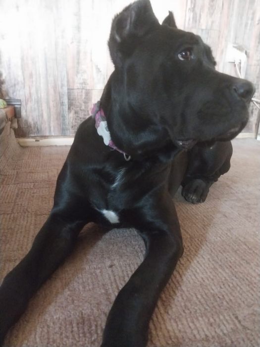 Продаются щенки Кане Корсо. Девочка, 5 мес.