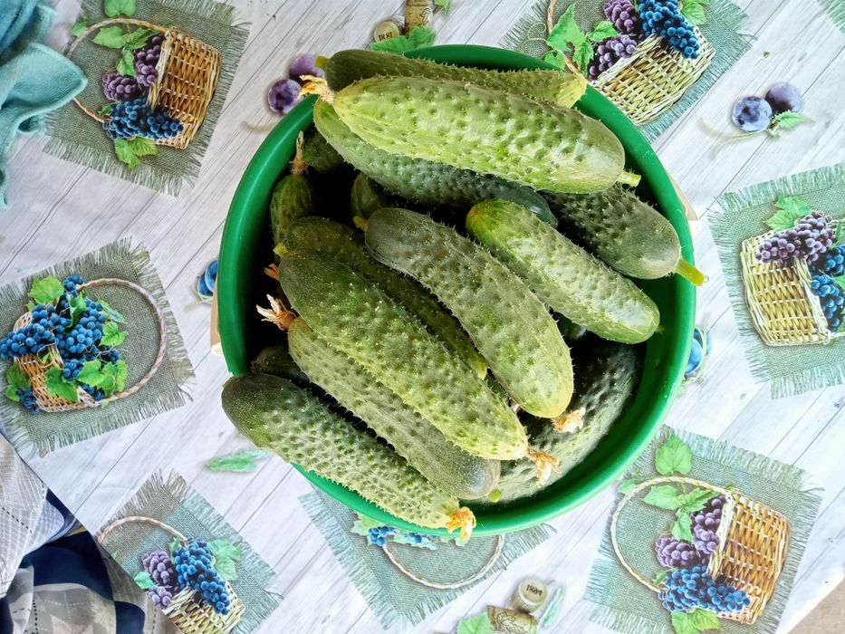 Огурцы  , тыква  дачные