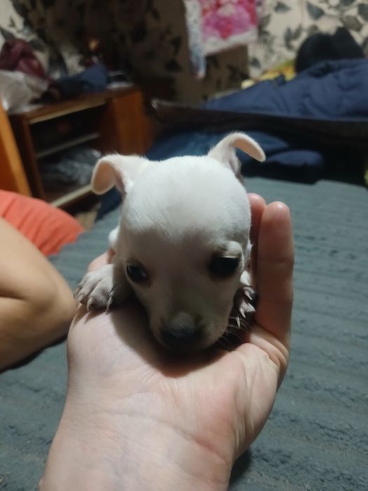 Карликовый пинчер